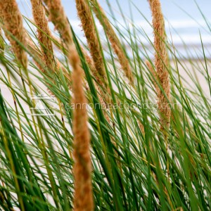 Dune Grass Macro