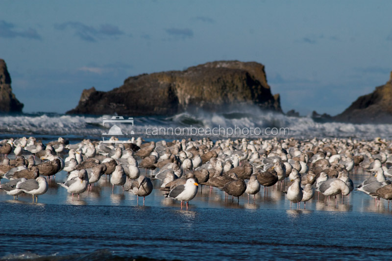 Flock of Seagulls at Ecola Creek 1