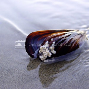 Mussel - Beach Shell