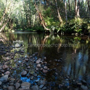 Sunlit Ecola Creek