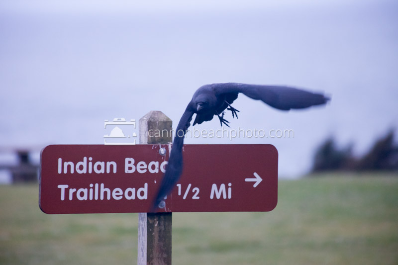 Crow Flight at Ecola Point
