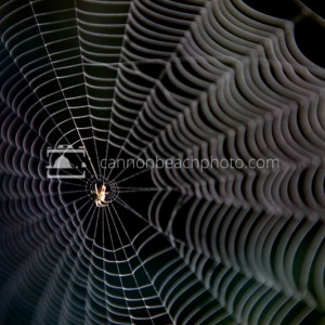 Morning Spider Web