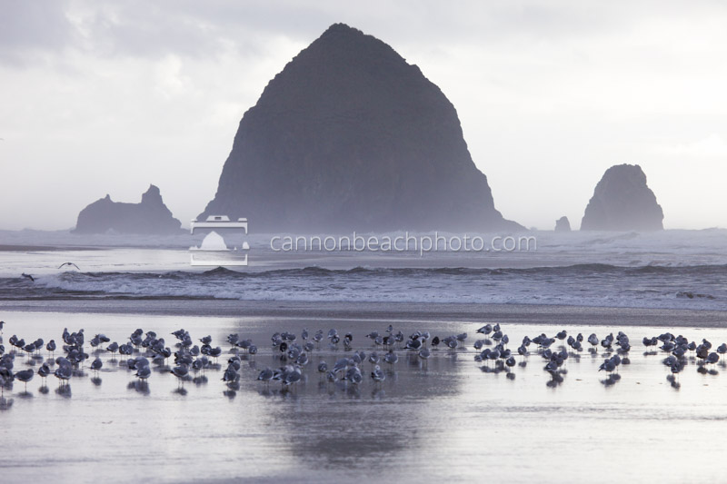 Seagulls and Haystack Rock Reflection