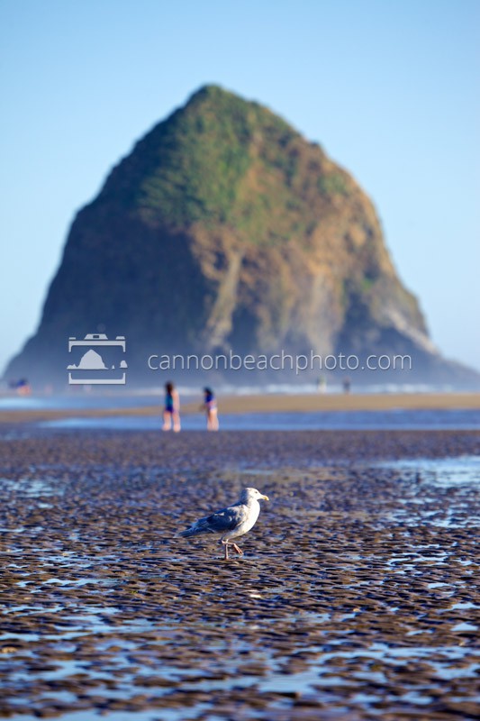 Seagull and Haystack Rock, Summer Time