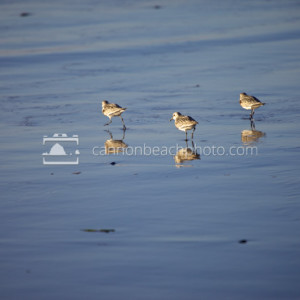 3 Sandpipers on the Water’s Edge