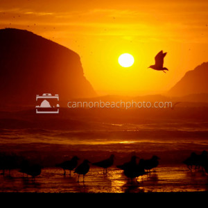 Larus, Seagull Flight at Sunset