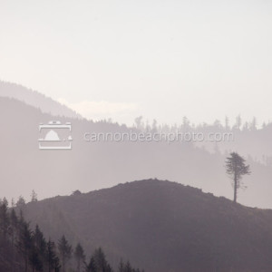 Cannon Beach Hills - Lone Tree in the Mist
