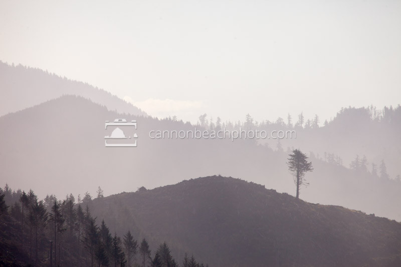 Cannon Beach Hills - Lone Tree in the Mist