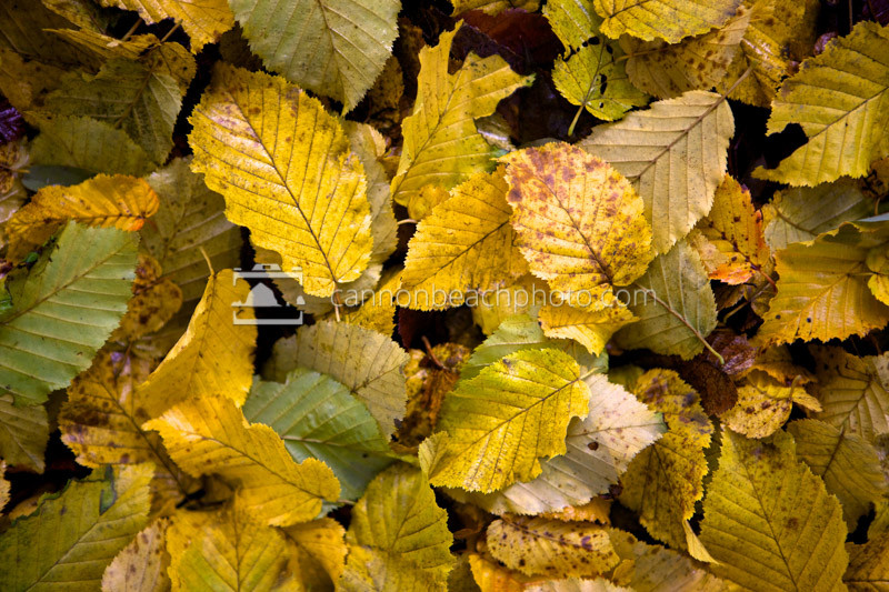 A variety of yellow alder leaves (Alnus rubra) spread across the forest floor.