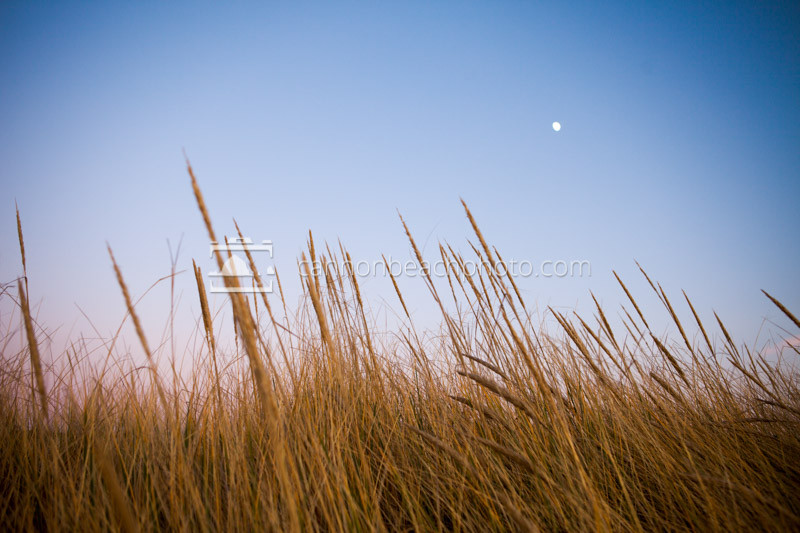 Dune Grass and Moon