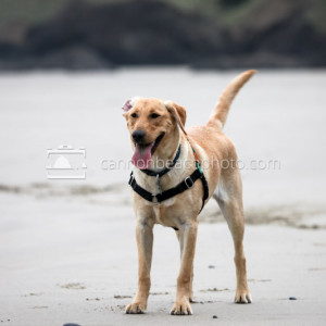 Bella Beach Friendly Dog