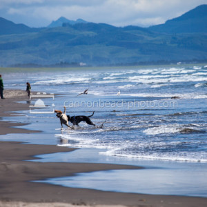 Dogs Play on Fort Stevens Beach, Oregon Coast