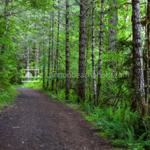 Forest Trail, Springtime