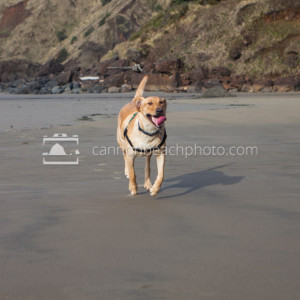 Pet Friendly Beach Dog 2