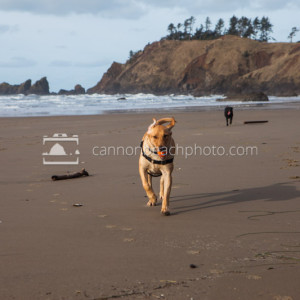 Pet Friendly Beach Dog 3