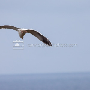 Seagull Flight Back