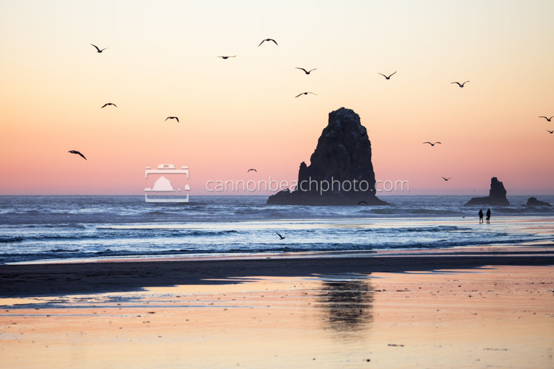 Seagulls Flight Over The Needles, Oregon Coast Sunset 1