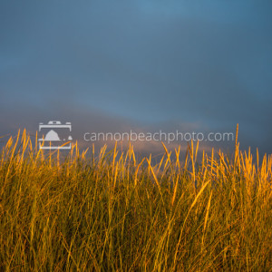 Sunset Dune Grass with Blue Sky