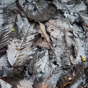 Macabre Leaves, Soapstone Lake 1