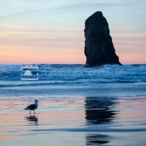 Seagull Stroll Sunset at Needles