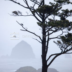 Crow Flight at Ecola State Park