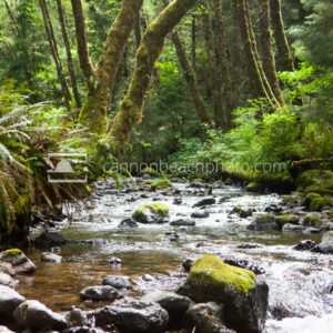 Beautiful Forest Scene, Oregon