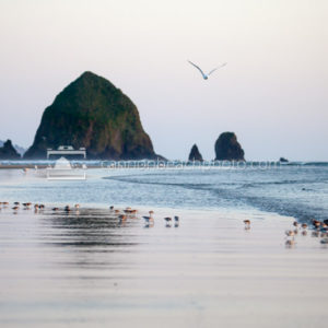 Seagull and Sandpipers in Cannon Beach