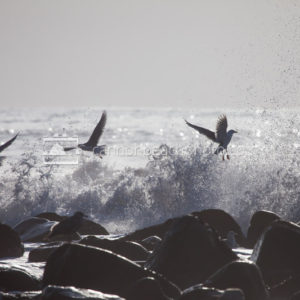 Seagulls Escape an Incoming Wave 1