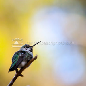 Rufous Hummingbird Perch