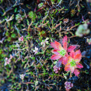 Colorful Plants on Angora Peak
