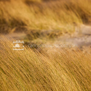 Golden Dune Grass Folds