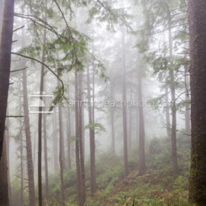 Mist in Trees, Falcon Cove 2