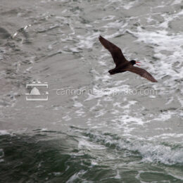 Flight of the Oyster Catcher