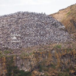 Murre Colony at Chapman Point