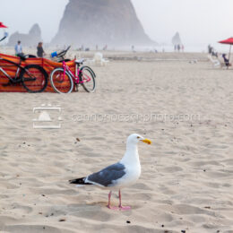 Seagull Waiting on the Beach