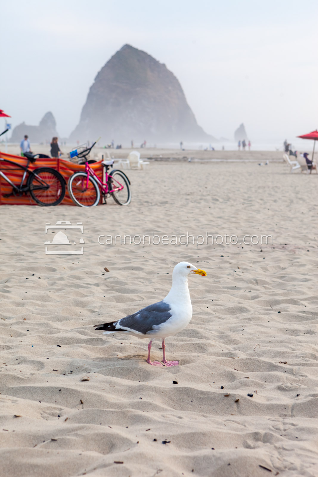 Seagull Waiting on the Beach