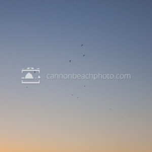 Gradient Background with a Few Seagulls in Flight