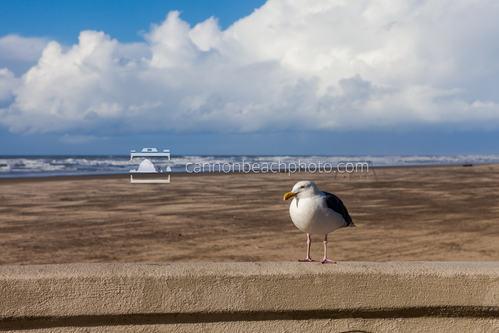 Seagull Perch on Seaside Turn-Around
