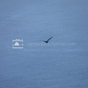 Crow Flight - Pacific Ocean