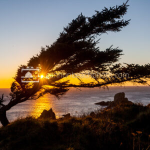 Wind Blown Tree at Ecola Point at Sunset