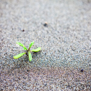 Growth in Sand