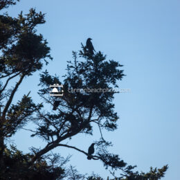 Crow's Pine Perch