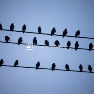 Flock on Wire (Horizontal)