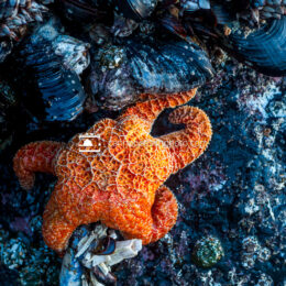 Orange Sea Star and Marine Life
