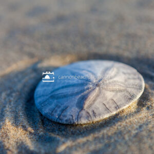 Sand Dollar in Blue and Yellow