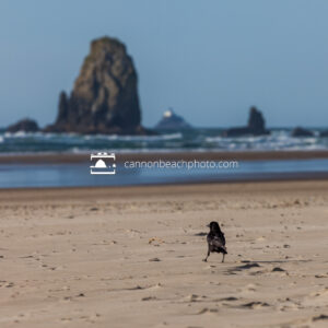 Crow on the Beach with Needle, Horizontal