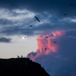 Sunset Clouds with Seagulls, Chapman Point